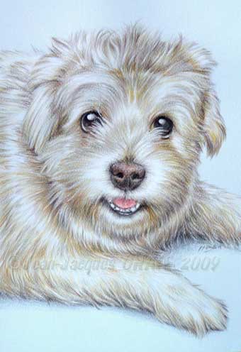 Lucky, petit chien en portrait dessin au crayon de couleur